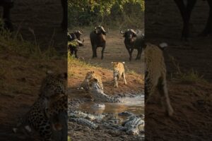 Leopard Vs Crocodile above the river #wildlife #animals #wildanimals #documentary