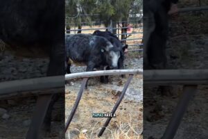 Let’s watch these two baby cows play outside! #babyanimals #animals #farmanimals #farmlife