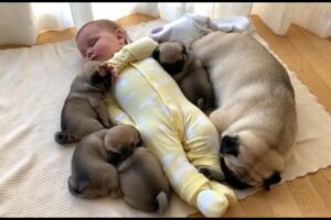 Life Is So Fun With a Baby and Cute Puppies at Home 👶🐾 | Heartwarming Family Moments #puppy #baby