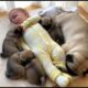 Life Is So Fun With a Baby and Cute Puppies at Home 👶🐾 | Heartwarming Family Moments #puppy #baby