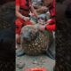 Lifeguards help seals remove barnacles #rescue #seal  # #barnacles #animals #barnacles #shorts
