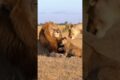 Lion Cub Plays With Dad, Until Mom Carries Him Away! #lions