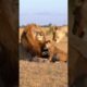 Lion Cub Plays With Dad, Until Mom Carries Him Away! #lions