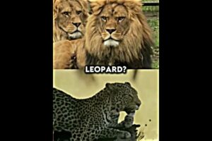 Lion VS All Animals #shorts #lion #tigers #elephant #animals