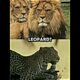 Lion VS All Animals #shorts #lion #tigers #elephant #animals