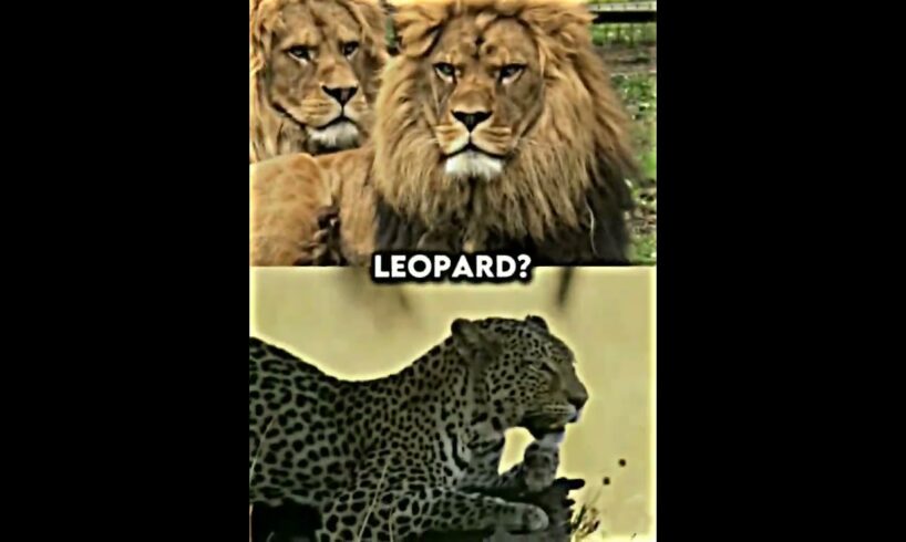 Lion VS All Animals #shorts #lion #tigers #elephant #animals