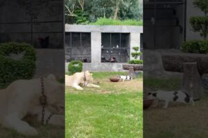 Lion kill the cat😱😭#lion #lionhub #shorts