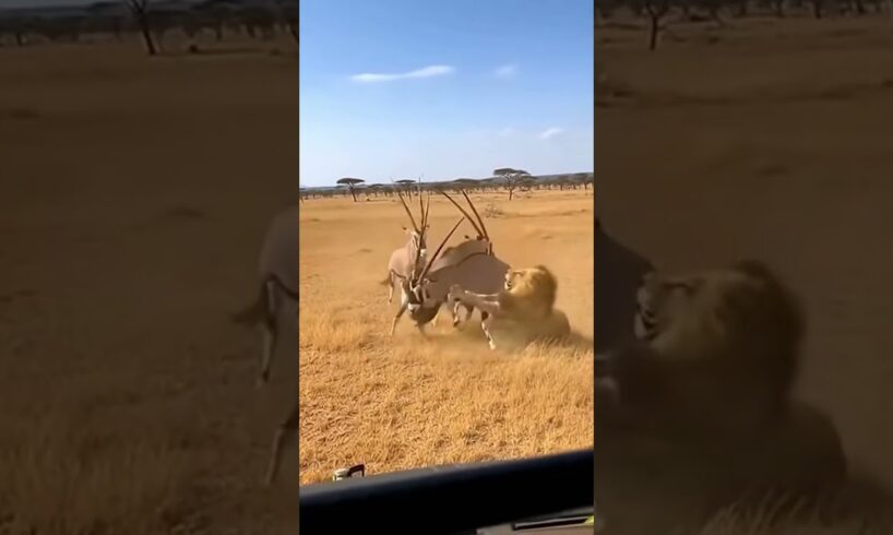Lion vs Gorilla Fight Interrupted by Oryx Attack | Brutal Animal Battle Caught on Camera