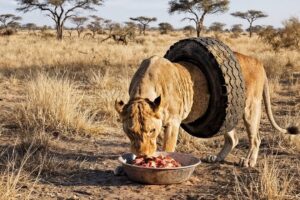 Lioness Barely Walks After Being Trapped in a Tire | Animal Rescue Videos