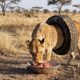 Lioness Barely Walks After Being Trapped in a Tire | Animal Rescue Videos