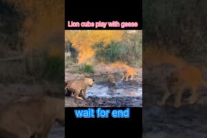 Lions Cubs Play With Geese 🦆🪿#trending #animals #lion #cube #geese #shorts #wildlife #viral #birds