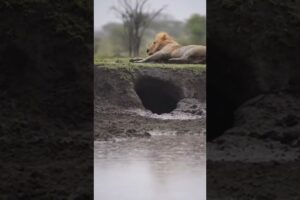 Lions vs Warthog 🤯 Wildest Funny Animal Fight 🦁🐗🤣