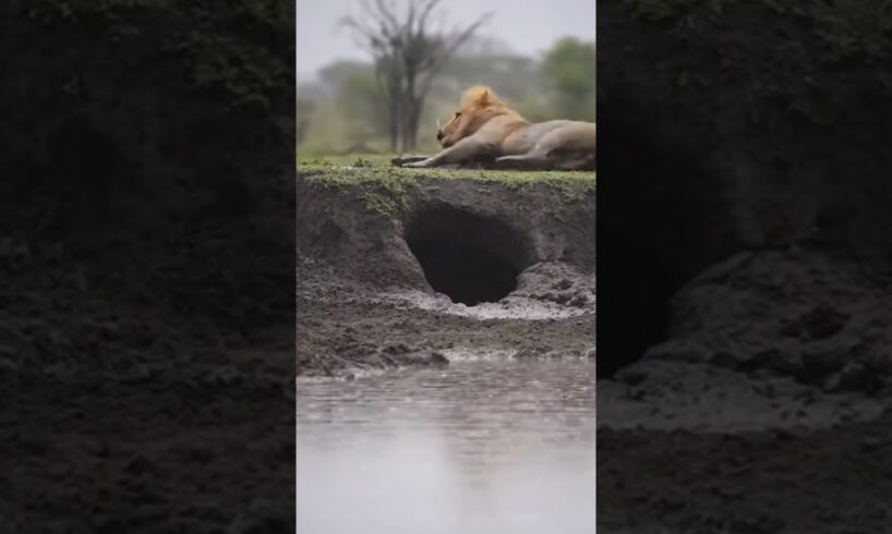 Lions vs Warthog 🤯 Wildest Funny Animal Fight 🦁🐗🤣