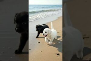 Little Puppies Video #puppy #dog #cute #funny #viral #shorts