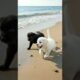 Little Puppies Video #puppy #dog #cute #funny #viral #shorts