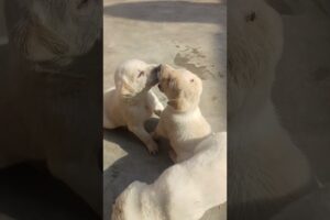 Little cute puppies 🐶 😍 💕 #puppy #animals #saveanimals #ytshorts #love