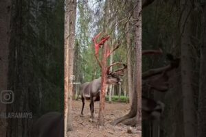 Looks unreal…😱 #deer #shedding #red #antlers #animals #wildlife #forest #shorts