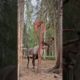Looks unreal…😱 #deer #shedding #red #antlers #animals #wildlife #forest #shorts