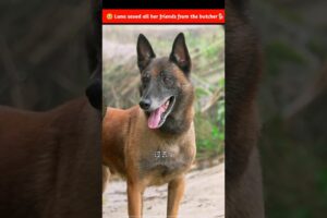 Luna saved her friends' lives 🤯~mini wood toy | woodworking art#usashorts #viralshort #usa #shorts