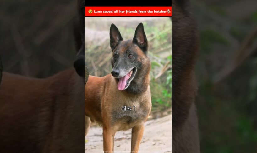 Luna saved her friends' lives 🤯~mini wood toy | woodworking art#usashorts #viralshort #usa #shorts