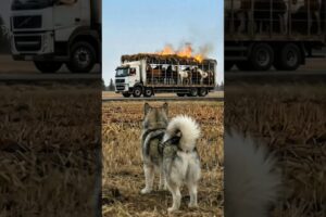 "Malamute Alaskan Warns And Saves Many Lives From Disaster"  #animals #rescue #dog