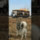 "Malamute Alaskan Warns And Saves Many Lives From Disaster"  #animals #rescue #dog