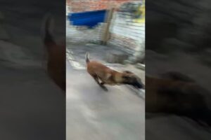 Malinois mom and crazy puppies 🏁