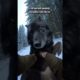Man saves a wolf trapped under the ice, real animal rescue stort #animals #wildliferescue  #wildlife