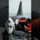 Marine biologist Saves Stranded Orca From Dying! #rescue #animals #wildlife