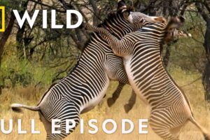 Meet the Bone Crushers (Full Episode) | Animal Fight Night | Nat Geo Animals