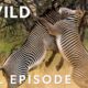 Meet the Bone Crushers (Full Episode) | Animal Fight Night | Nat Geo Animals