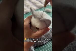 Mini Felts for your Bereaved Pets