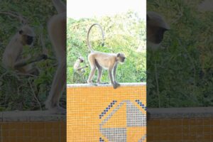 Monkey playing and running #animals #god #hanuman #bandar #langoor #viral #trending #manjulapatel
