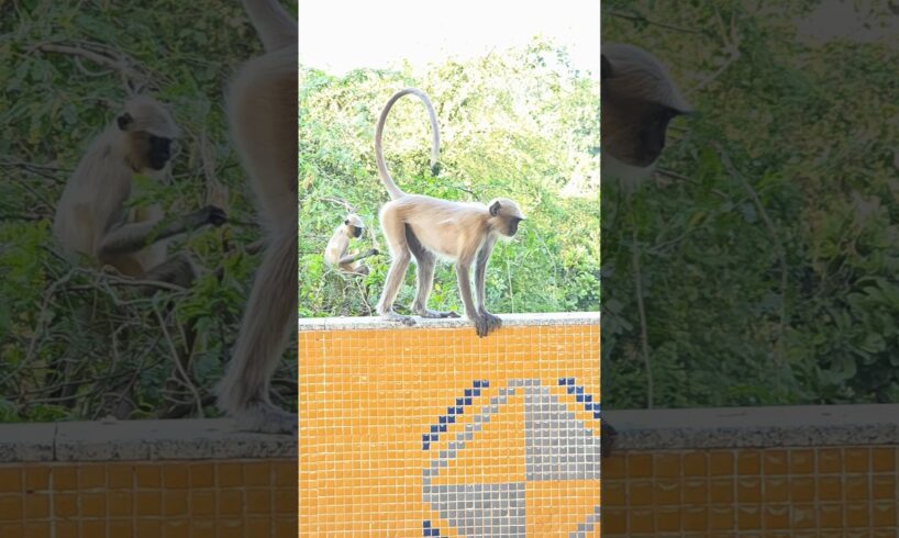 Monkey playing and running #animals #god #hanuman #bandar #langoor #viral #trending #manjulapatel
