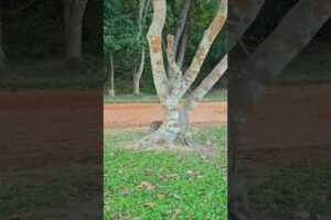 Monkey playing hide and seek #Monkeys#Amazing #Videos #Animals And #Pets #Videoshorts #Videoslong