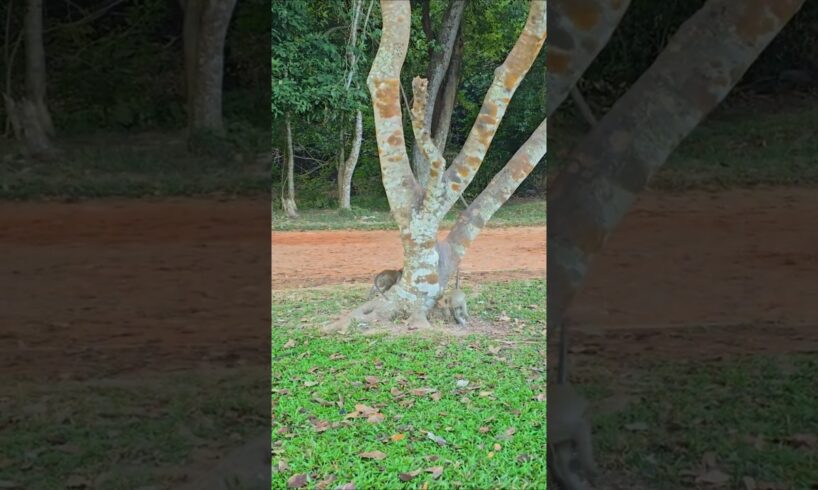 Monkey playing hide and seek #Monkeys#Amazing #Videos #Animals And #Pets #Videoshorts #Videoslong