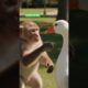 Monkey vs Duck 😂 | Funniest Animal Fight Ever | AI Short