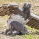 Most Amazing Moments of Eagle Hunts Their Prey Without Mercy | Animal Fights