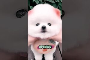 Most Cutest Puppies In The World 🥰