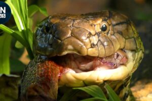 Most Intense King Cobra Encounters Caught on Camera | Animal Fights