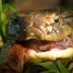 Most Intense King Cobra Encounters Caught on Camera | Animal Fights
