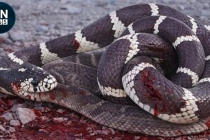 Most Intense SNAKE Encounters Ever Recorded | Animal Fights