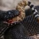 Most RUTHLESS Snake Attacks Ever Caught on Camera! | Animal Fights