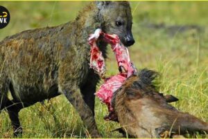 Most Ruthless HYENA Attacks on Earth Ever Recorded | Animal Fighting