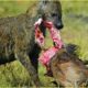 Most Ruthless HYENA Attacks on Earth Ever Recorded | Animal Fighting
