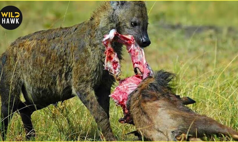 Most Ruthless HYENA Attacks on Earth Ever Recorded | Animal Fighting