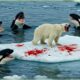 Most Ruthless POLAR BEAR Attacks on Earth Ever Caught on Camera! | Animal Fighting