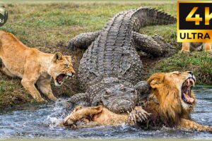 Most Terrifying Crocodile Attacks Ever Recorded | Animal Fights #3