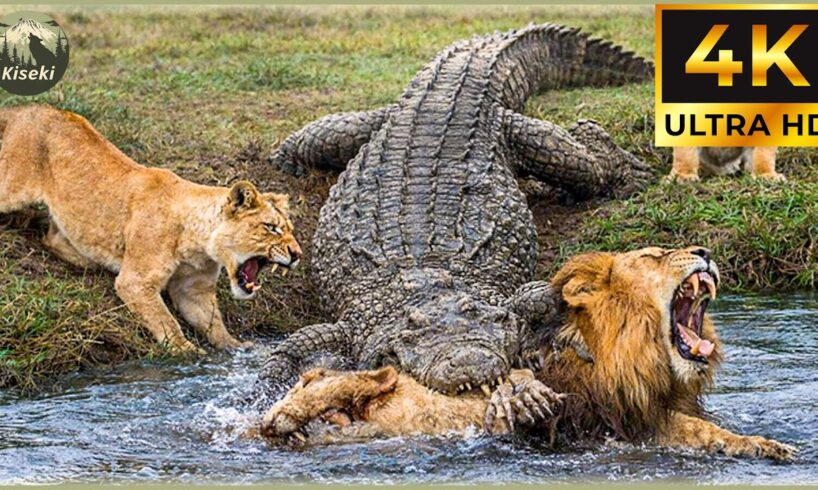 Most Terrifying Crocodile Attacks Ever Recorded | Animal Fights #3