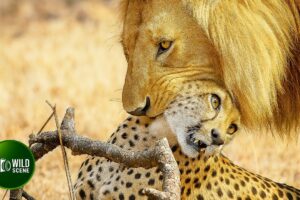 Most Unbelievable Animal Fights in The Wild Ever Caught On Camera | Animal Fights